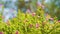 Landscape photography of Cuphea hyssopifolia, false, Mexican, Hawaiian heather