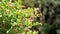 Landscape photography of Cuphea hyssopifolia, false, Mexican, Hawaiian heather