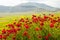 Landscape of Piano di Castelluccio