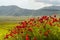 Landscape of Piano di Castelluccio