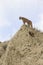 Landscape picture of mountain lion on top of canyon ridge