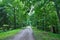 Landscape picture of  old sand road or pathway in the deep oak forest.