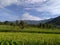 Landscape picture of rice fields and mountains in joginder nagar, Himachal pradesh India