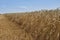 Landscape Picture of the yellow riped and dried wheat field just harvested by combine harvestor.