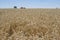 Landscape Picture of the yellow riped and dried wheat field just harvested by combine harvestor.