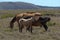 Landscape pictures with horses in Patagonia, Argentina