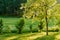 Landscape with pine bushes and trees. Green field and sunlight