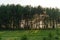 Landscape with pine bushes and trees. Green field and sunlight