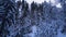 Landscape of Pine or Coniferous Mountain Forest in Winter with Snow-covered Branches.