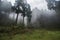 Landscape of pine forest on a gloomy morning in misty forests of darjeeling. sunlight piercing through thick mist