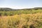 Landscape with a pine plantation.