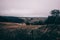 Landscape of pine trees in Thuringian forest