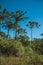 Landscape of pine treetops amid lush forest