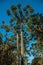 Landscape of pine treetops amid lush forest