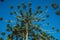 Landscape of pine treetops amid lush forest