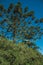 Landscape of pine treetops amid lush forest