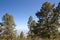 Landscape of pines with blue sky that meets with the sea in the background