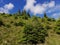 Landscape with pines in Harghita mountains