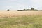 Landscape, plain with dry plants and trees and shrubs on the horizon