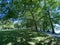 Landscape of the Planes or plane trees avenue near the lake - Flower Island Mainau on the Lake Constance or Die Blumeninsel