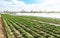 Landscape of plantation field of young potato bushes after watering. Plantation on fertile Ukrainian black soil. Fresh green