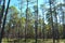 Landscape Planted Pines on Forestry Land 2