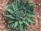 Landscape of planting of agave plants. Agave Asparagaceae cactus plant.Closeup view of green cactus