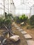 Landscape of planting of agave plants. Agave Asparagaceae cactus plant.Closeup view of green cactus