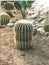 Landscape of planting of agave plants. Agave Asparagaceae cactus plant.Closeup view of green cactus