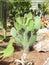 Landscape of planting of agave plants. Agave Asparagaceae cactus plant.Closeup view of green cactus