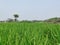 Landscape of a poddy field in the village of Bangladesh