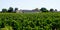 Landscape Pomerol Saint Emilion vineyards in Bordeaux region in France