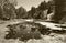 Landscape with pond and pine forest in Spain. Sepia tone