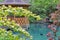 Landscape with pond, wooden gazebo, black swan and wild duck.