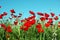 Landscape, poppy field