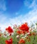 Landscape poppy flowers