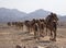 Landscape portrait of camel caravan transporting salt across rough inhospitable terrain Ass Ale Salt Lake Ethiopia