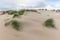 Landscape of protected dunes in Beauduc beach