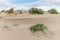 Landscape of protected dunes in Beauduc beach