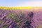 Landscape Provencal: lavender field and sunflowers field