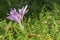 Landscape of purple autumnal crocus flowers on the field