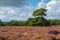 Landscape with purple blooming heathland with solitary Scots pine, Pinus sylvestris,