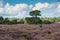 Landscape with purple blooming heathland with solitary Scots pine, Pinus sylvestris
