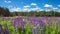 Landscape with purple lupins on the field near the forest