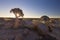 Landscape of a Quiver Tree with sun burst and thin clouds in dry