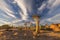 Landscape of a Quiver Trees with blue sky and thin clouds in dry desert