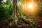 Landscape rain forest National Park Tikal in Guatemala at sunset