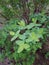 Landscape. After the rain, there were drops of water on the leaves of the bush. The green leaves have bright colors.