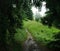 Landscape rainy day in green mountain spruce forest