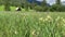 Landscape in Ramsau am Dachstein, Austria.